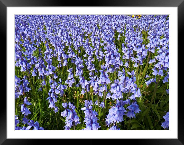 Sea of Bluebells Framed Mounted Print by Robert Gipson