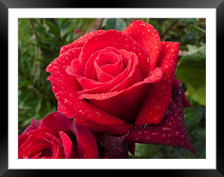 The Red Rose Framed Mounted Print by Robert Gipson