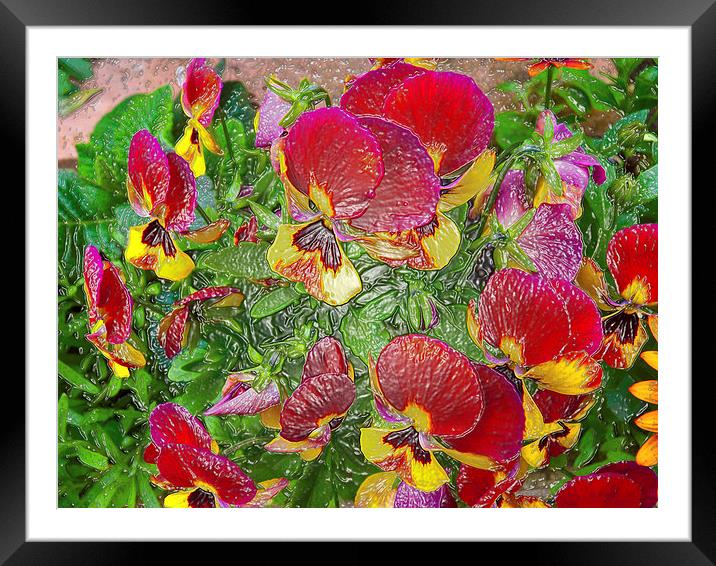 Plastic Pansies Framed Mounted Print by Robert Gipson