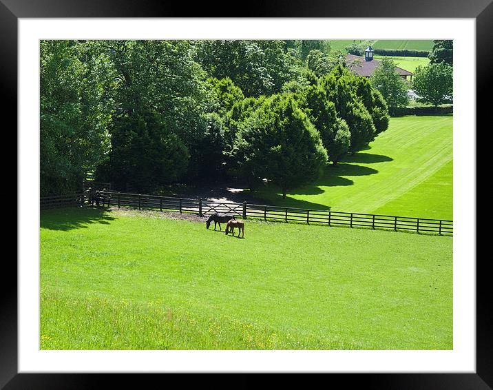 Horses grazing in Yorkshire Framed Mounted Print by Robert Gipson