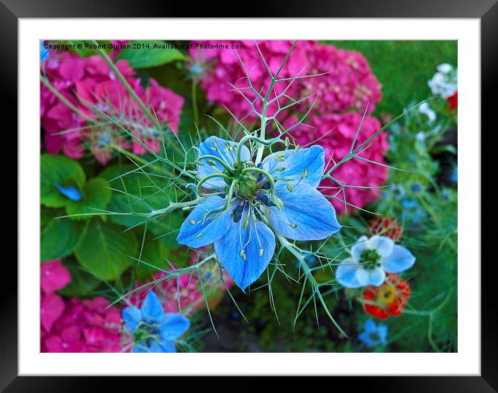  Love in the mist flower Framed Mounted Print by Robert Gipson