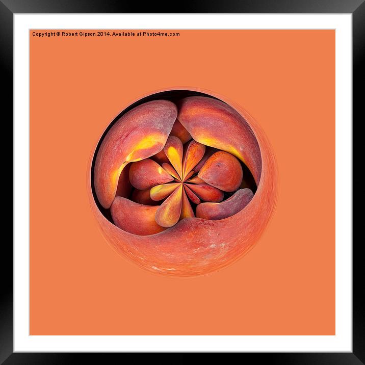 Peach in the globe Framed Mounted Print by Robert Gipson