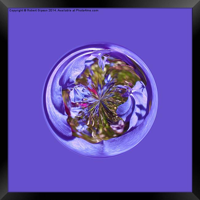  Flower purple in the globe Framed Print by Robert Gipson