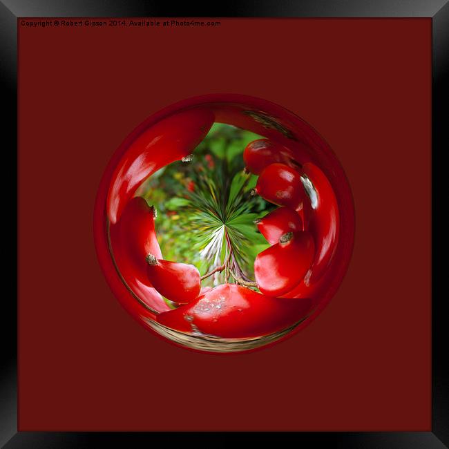 Berry Globe Framed Print by Robert Gipson