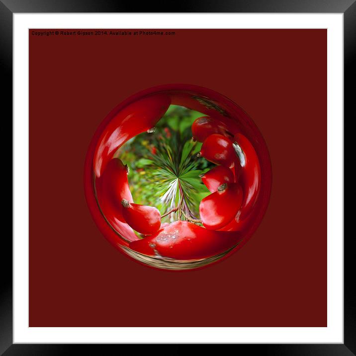  Berry Globe Framed Mounted Print by Robert Gipson