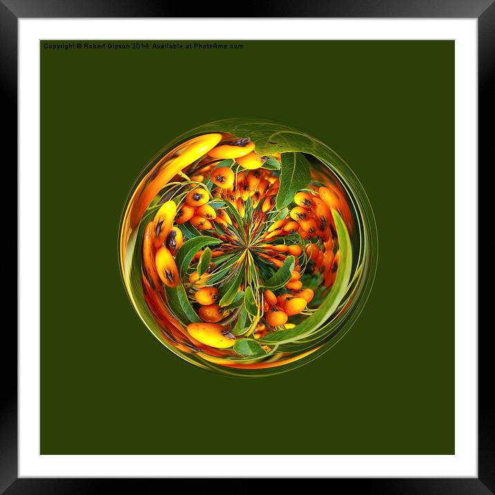  Winter berries in the globe Framed Mounted Print by Robert Gipson