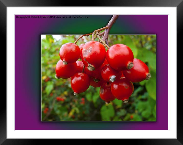  Woodland berries in the frame Framed Mounted Print by Robert Gipson