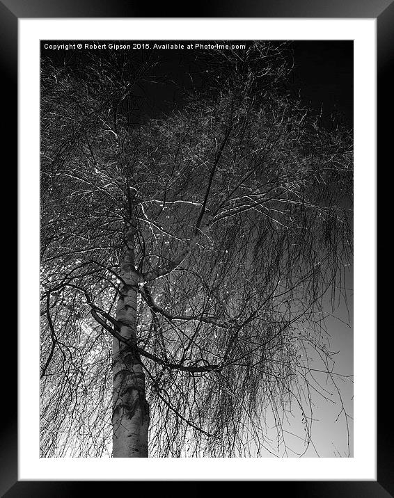  Tree against a dark English sky Framed Mounted Print by Robert Gipson