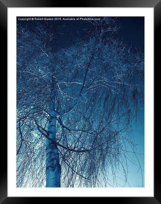 Tree in blue light  Framed Mounted Print by Robert Gipson