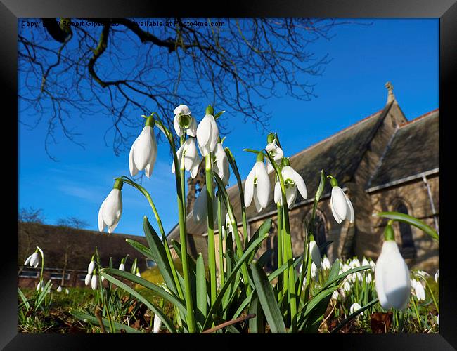   Snowdrops in the English church Framed Print by Robert Gipson