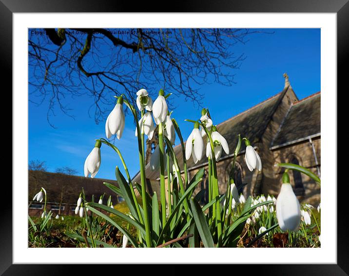   Snowdrops in the English church Framed Mounted Print by Robert Gipson