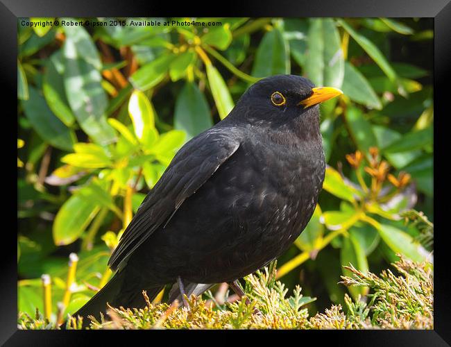  Blackbird in colour Framed Print by Robert Gipson