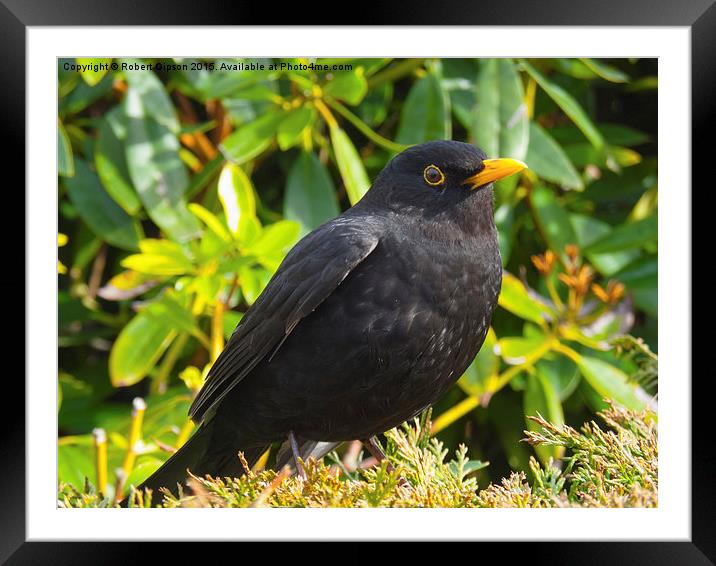  Blackbird in colour Framed Mounted Print by Robert Gipson