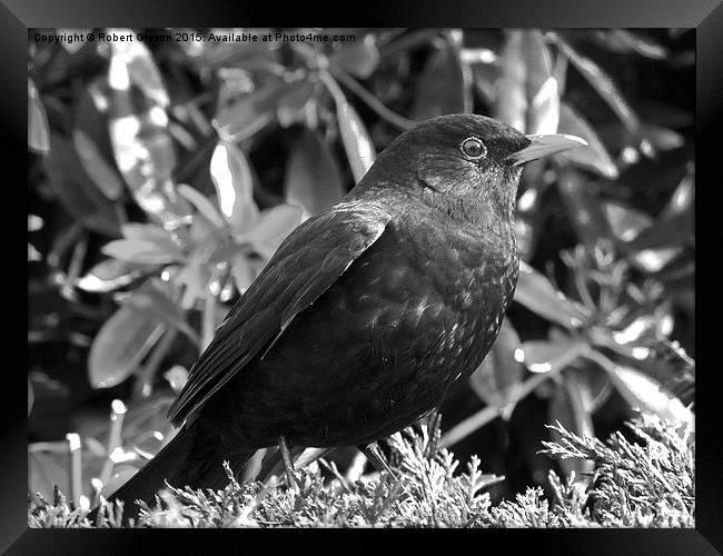  Blackbird in black and white Framed Print by Robert Gipson