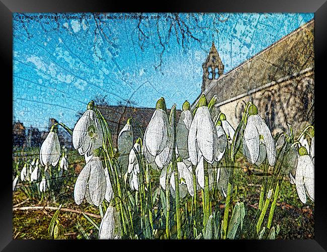  Snowdrops on texture Framed Print by Robert Gipson