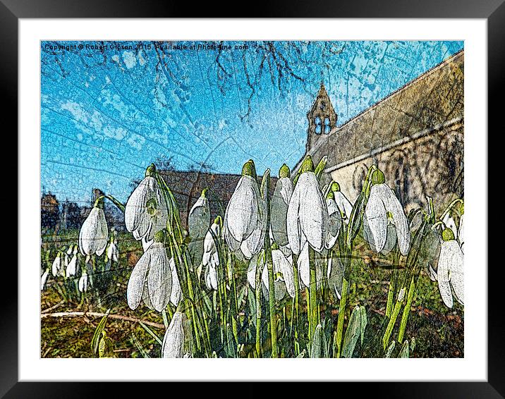  Snowdrops on texture Framed Mounted Print by Robert Gipson