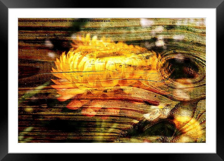 Ghost Flower Framed Mounted Print by Robert Gipson