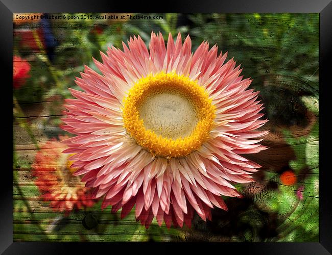  Pink flower on wood texture Framed Print by Robert Gipson