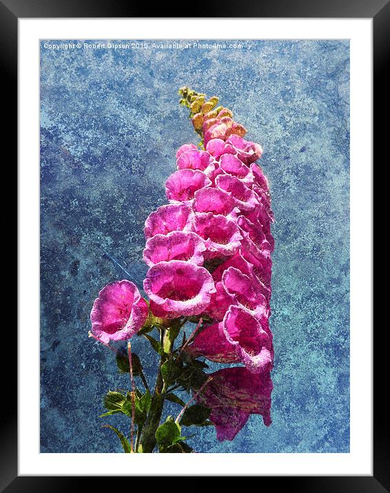  Foxglove with texture reaching for the sky. Framed Mounted Print by Robert Gipson