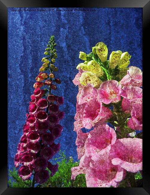  Two Foxglove flowers on texture. Framed Print by Robert Gipson