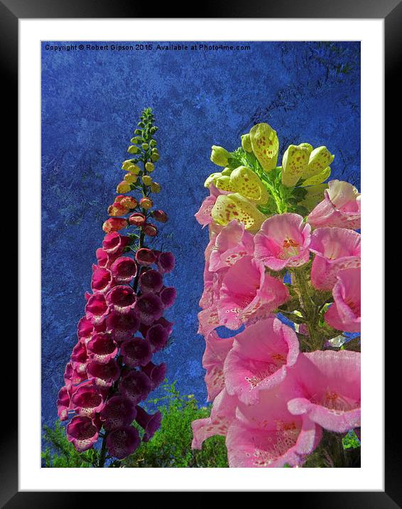   Two Foxglove flowers with textured background Framed Mounted Print by Robert Gipson