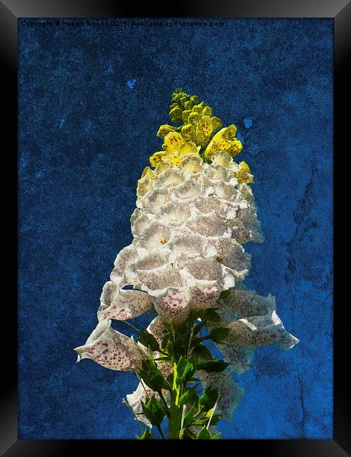  White Foxglove flowers on texture Framed Print by Robert Gipson