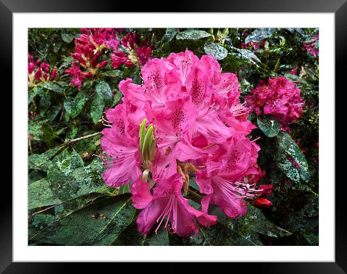   Rhododendron flower bloom with texture. Framed Mounted Print by Robert Gipson