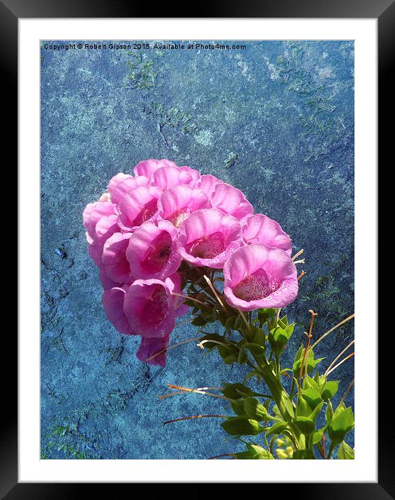   Foxglove with texture reaching for the sky. Framed Mounted Print by Robert Gipson