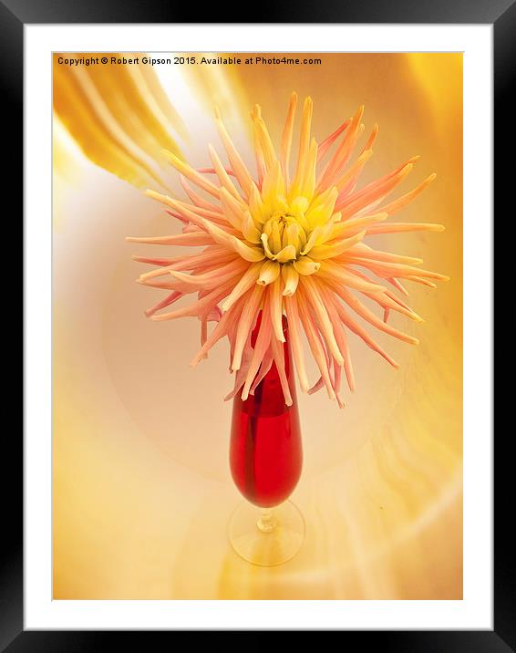  Dahlia and vase Framed Mounted Print by Robert Gipson
