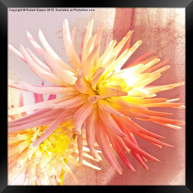     A summer Dahlia flower with added  texture Framed Print by Robert Gipson