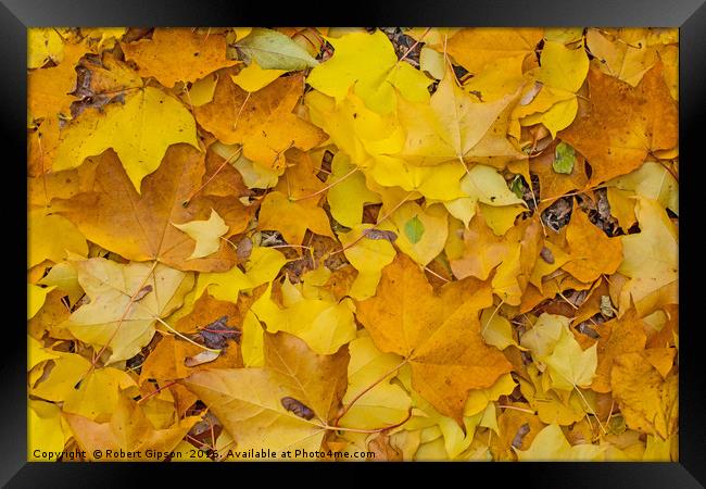 Autumn Leaves Framed Print by Robert Gipson