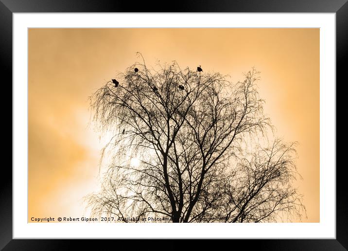 Sepia Roosting birds Framed Mounted Print by Robert Gipson