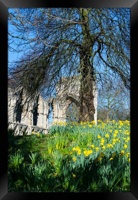 Spring in York Museum Gardens Framed Print by Robert Gipson