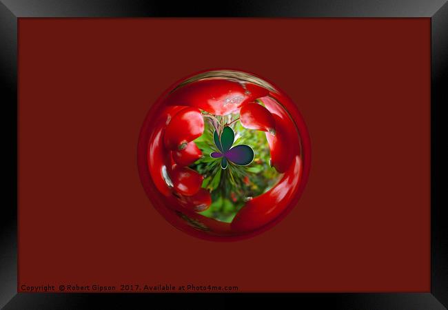  Butterfly Globe with red berries. Framed Print by Robert Gipson