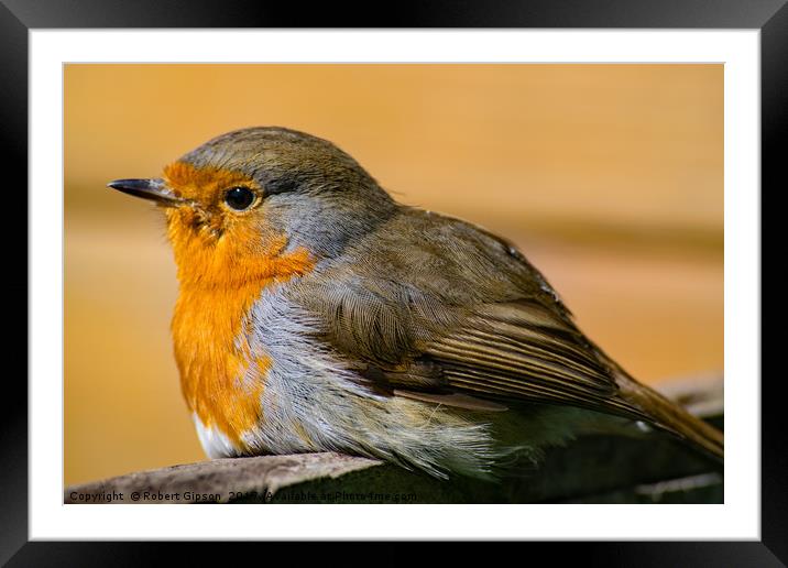 Picture of robin Red Breast Framed Mounted Print by Robert Gipson