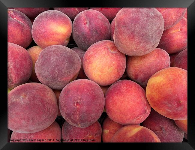 Peaches anyone? Framed Print by Robert Gipson