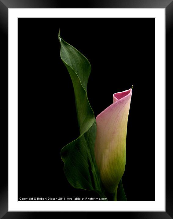 Calla Lily Framed Mounted Print by Robert Gipson