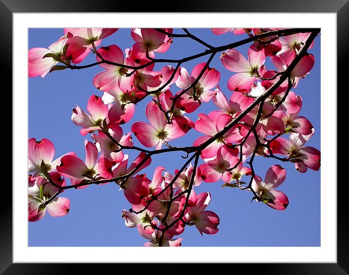 Pink Dogwood Framed Mounted Print by Diane Hovey
