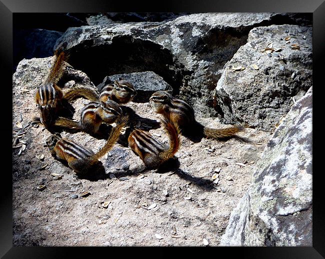 Chipmunk Dance Framed Print by Diane Hovey