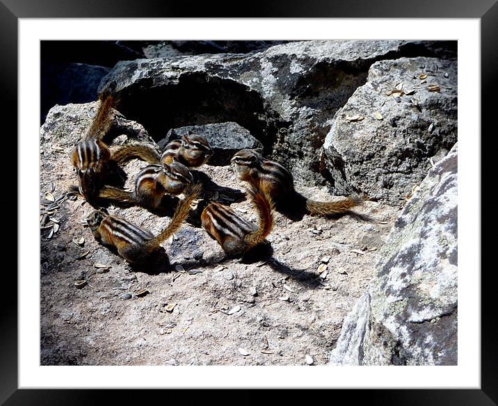 Chipmunk Dance Framed Mounted Print by Diane Hovey