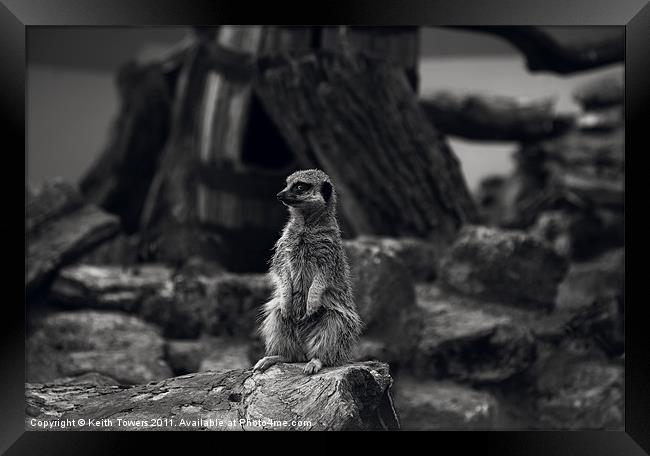 Meerkat Canvases and prints Framed Print by Keith Towers Canvases & Prints