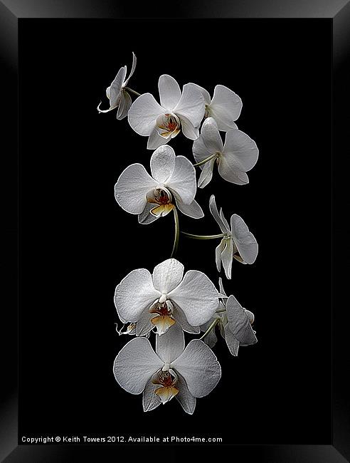 White Dendrobium Orchid Canvas & prints Framed Print by Keith Towers Canvases & Prints