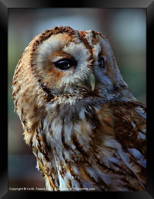 Tawny Owl - Strix Aluco Canvas & Prints Framed Print by Keith Towers Canvases & Prints