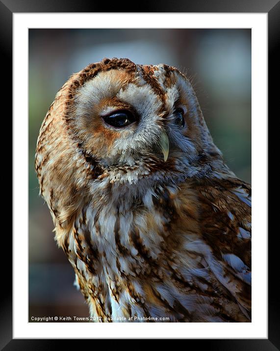 Tawny Owl - Strix Aluco Canvas & Prints Framed Mounted Print by Keith Towers Canvases & Prints