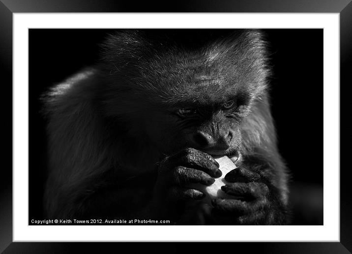 Capuchin Monkey Canvases & Prints Framed Mounted Print by Keith Towers Canvases & Prints