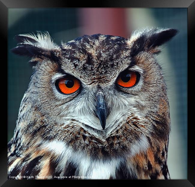 Eurasian Eagle Owl Canvases and Prints Framed Print by Keith Towers Canvases & Prints