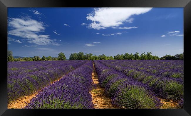 Lavander and sky Framed Print by Andy Wager