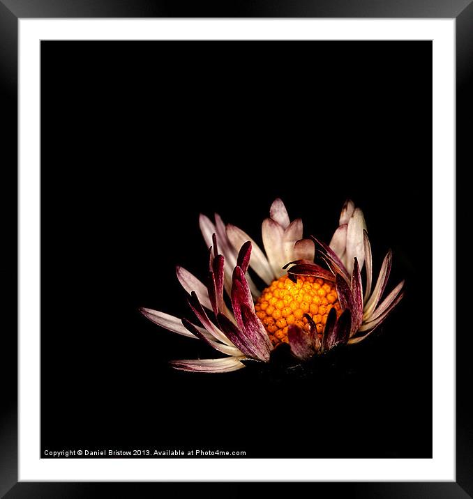 Spring Daisy Framed Mounted Print by Daniel Bristow