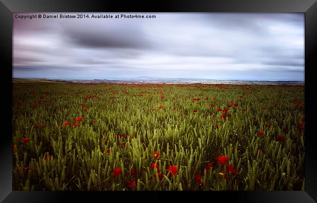 Weymouth Poppies Framed Print by Daniel Bristow