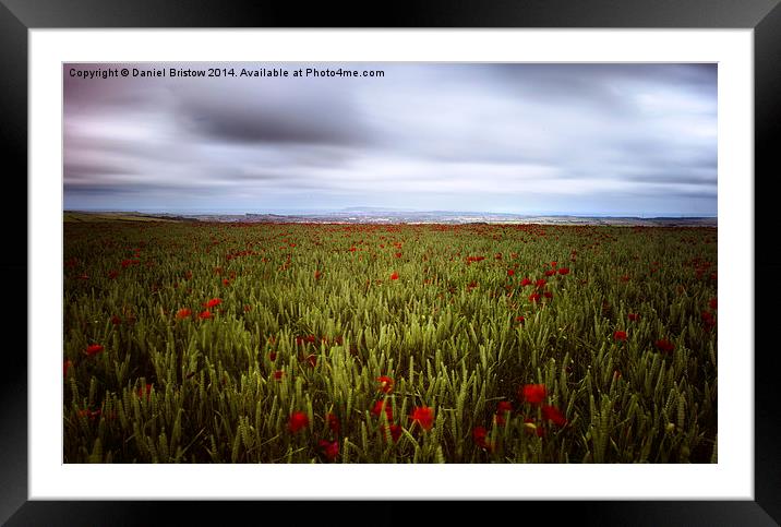 Weymouth Poppies Framed Mounted Print by Daniel Bristow